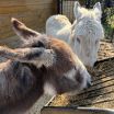 Two brown and white donkies eat hay from a trough